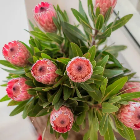 Serrão Apartamento *